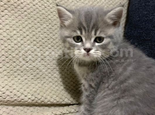 Bri̇ti̇sh 3 Aylik Erkek Kedi̇ görsel