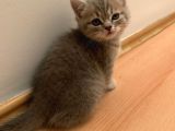 Bri̇ti̇sh 3 Aylik Erkek Kedi̇