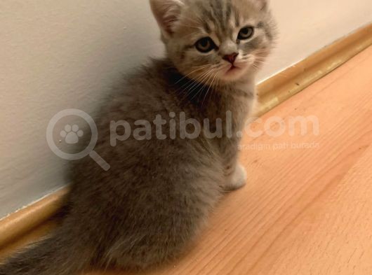 Bri̇ti̇sh 3 Aylik Erkek Kedi̇ görsel