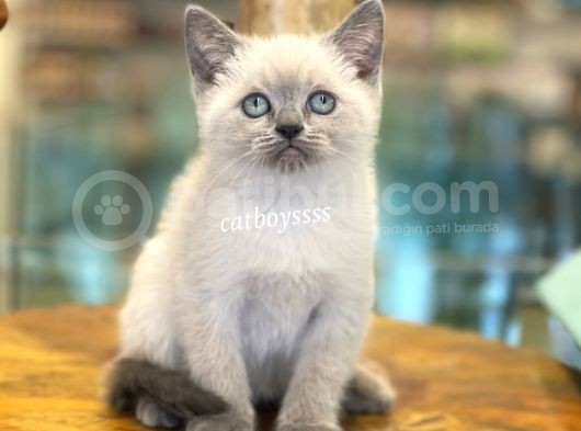 Blue Point British Shorthair Yavrularımız görsel