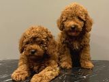 Red Brown Kızıl Renk Toy Poodle Yavrularımız