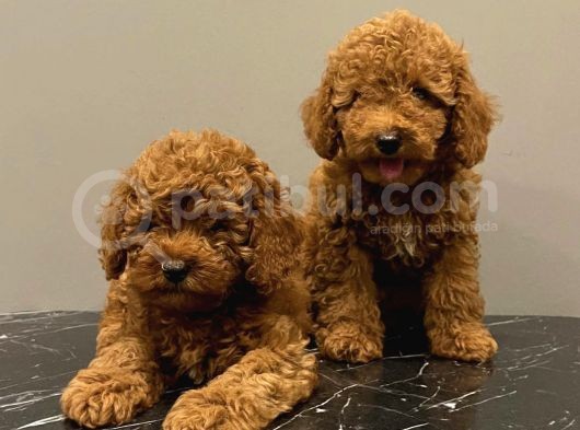 Red Brown Kızıl Renk Toy Poodle Yavrularımız görsel