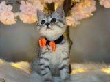 Üst Kali̇te Bri̇ti̇sh Shorthai̇r Si̇lver Tabby