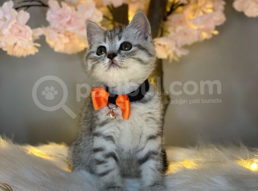 Üst Kali̇te Bri̇ti̇sh Shorthai̇r Si̇lver Tabby