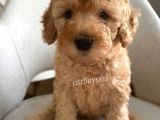Apricot Poodle Erkek Yavrumuz