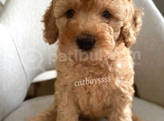 Apricot Poodle Erkek Yavrumuz görsel