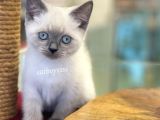 Safkan Blue Point British Shorthair Yavrularımız