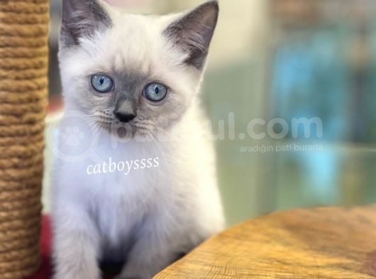 Safkan Blue Point British Shorthair Yavrularımız görsel