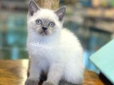 Minik Blue Point British Shorthair Yavrularımız