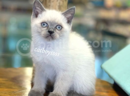 Minik Blue Point British Shorthair Yavrularımız görsel