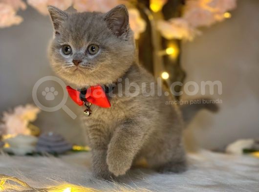Nadi̇r & Özel Renk Bri̇ti̇sh Shorthai̇r Li̇lac görsel