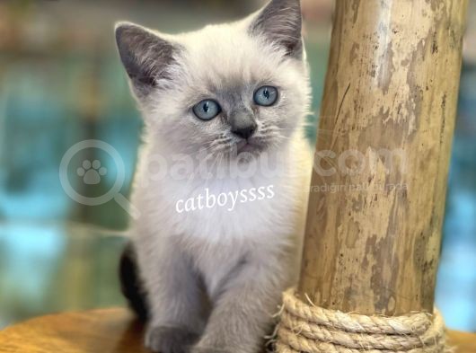 Maviş Blue Point British Shorthair Yavrularımız görsel