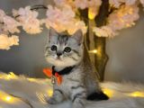 Üst Kali̇te Bri̇ti̇sh Shorthai̇r Si̇lver Tabby