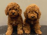 Red Brown Kızıl Renk Toy Poodle Yavrularımız