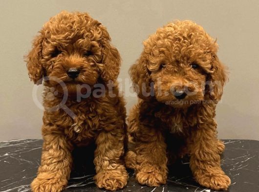 Red Brown Kızıl Renk Toy Poodle Yavrularımız görsel