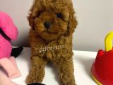 Red Brown Kızıl Renk Toy Poodle Bebekler