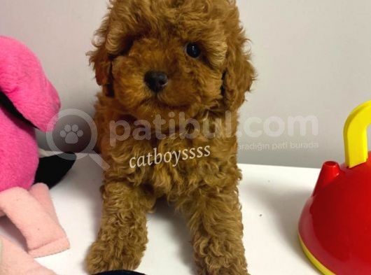 Red Brown Kızıl Renk Toy Poodle Bebekler görsel