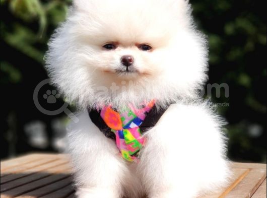 Teddy Face Pomeranian Boo Yavrularımız görsel