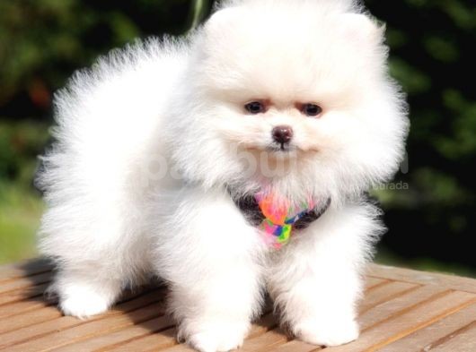 Teddy Face Pomeranian Boo Yavrularımız görsel