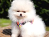 Teddy Face Pomeranian Boo Yavrularımız