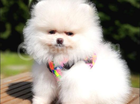 Teddy Face Pomeranian Boo Yavrularımız görsel