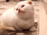 Scottish Fold Scottish Straight