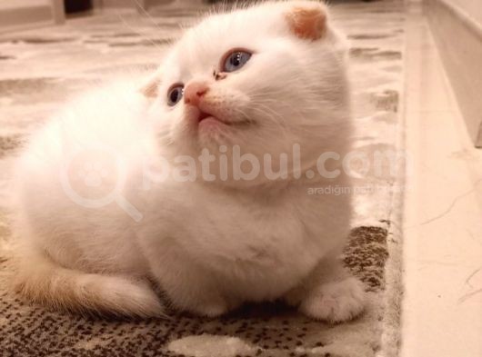 Scottish Fold Scottish Straight görsel
