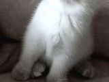 Scottish Fold Scottish Straight