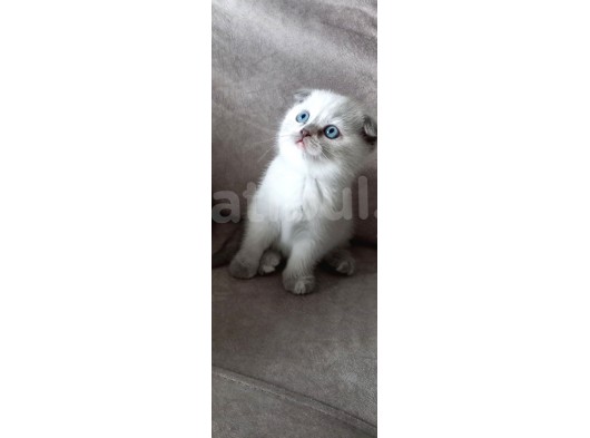 Scottish Fold Scottish Straight görsel