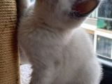 Scottish Fold Scottish Straight
