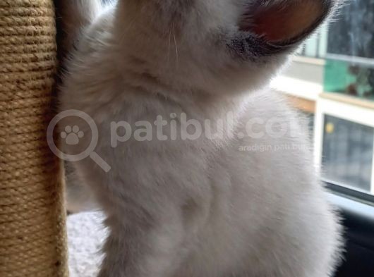 Scottish Fold Scottish Straight görsel
