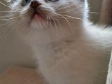 Scottish Fold Scottish Straight