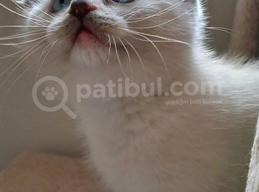 Scottish Fold Scottish Straight görsel