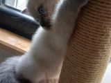 Scottish Fold Scottish Straight