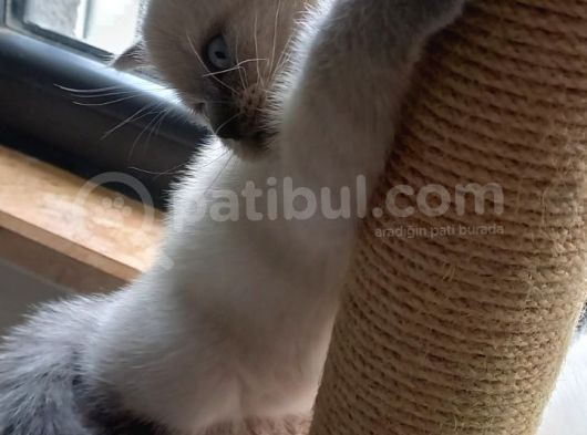 Scottish Fold Scottish Straight