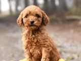 Red Toy Poodle Garanti̇li̇