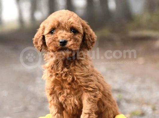 Red Toy Poodle Garanti̇li̇ görsel