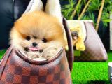 Ayı Surat Pomeranian Boo Yavrularımız