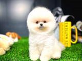 Pomeranıan Dünyasının En Baskın Örneklerinden 'Bob'