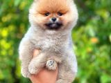 Mükemmel Fiziki Yapısının Yanı Sıra Eşsiz Yüz Güzelliği İle Pomeranian Dostumuz ''Hari̇bo''
