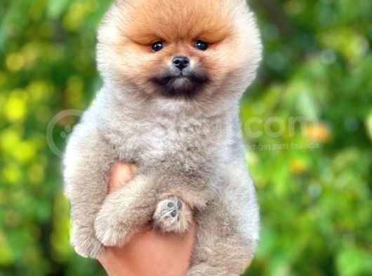 Mükemmel Fiziki Yapısının Yanı Sıra Eşsiz Yüz Güzelliği İle Pomeranian Dostumuz ''Hari̇bo'' görsel