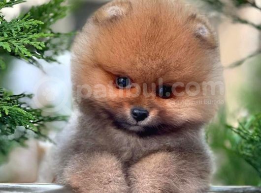 Mükemmel Fiziki Yapısının Yanı Sıra Eşsiz Yüz Güzelliği İle Pomeranian Dostumuz ''Hari̇bo'' görsel