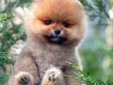 Mükemmel Fiziki Yapısının Yanı Sıra Eşsiz Yüz Güzelliği İle Pomeranian Dostumuz ''HARİBO''