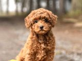 Red Toy Poodle Garanti̇li̇