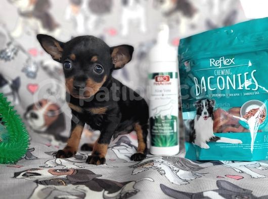 Minyatür Pincher Yavru (Bursa Köpek Okulu) görsel
