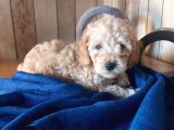 Safkan Toypoodle Show Clas
