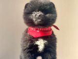 Safkan Pomeranian Boo Yavrular