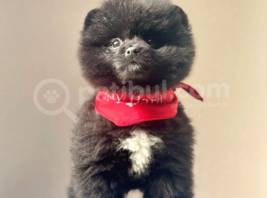 Safkan Pomeranian Boo Yavrular görsel