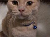 Scottish Fold Sağlıklı Aşıları Tam Kısır Değil