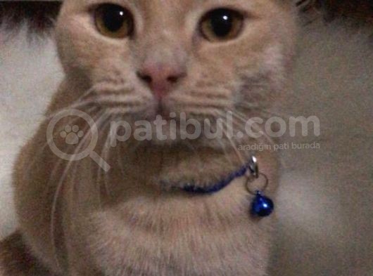 Scottish Fold Sağlıklı Aşıları Tam Kısır Değil görsel